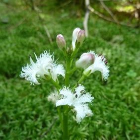 Fieberklee - Foto: Hans Auer Fieberklee - Foto: Hans Auer