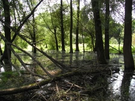 Jettenbach Juli 2010 R0010232