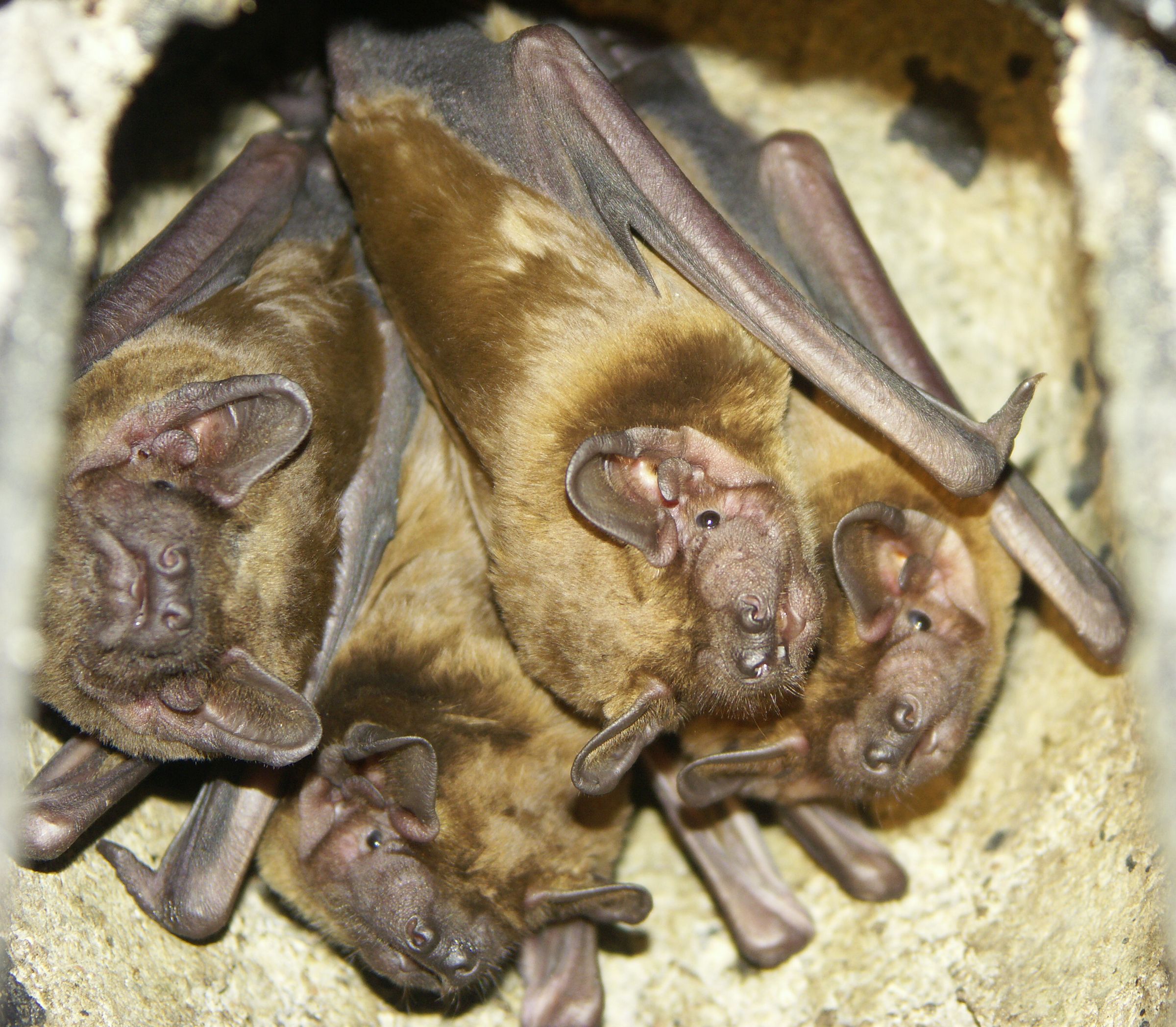 Abendsegler Abendsegler