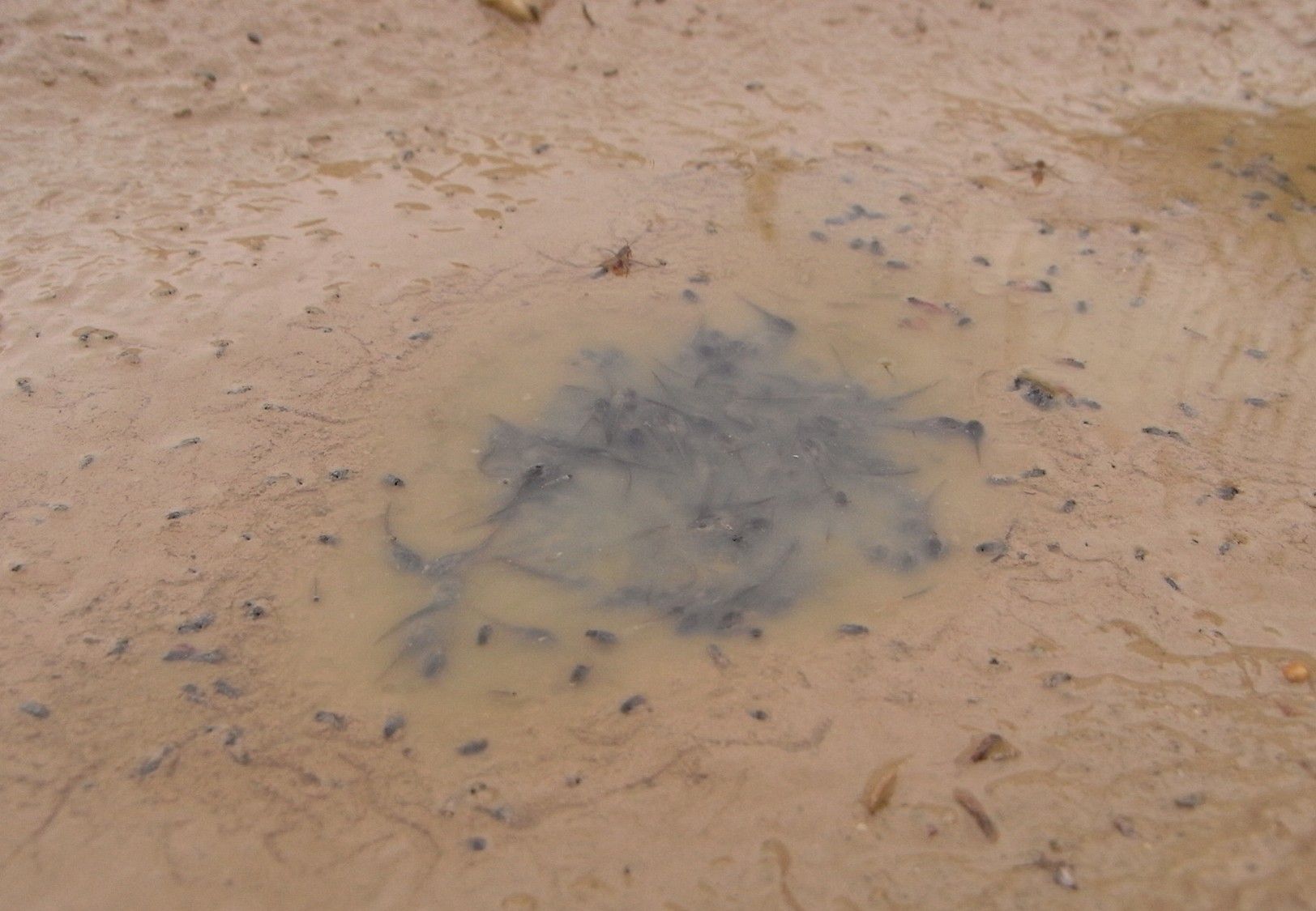 Sterbende Kaulquappen Sterbende Kaulquappen