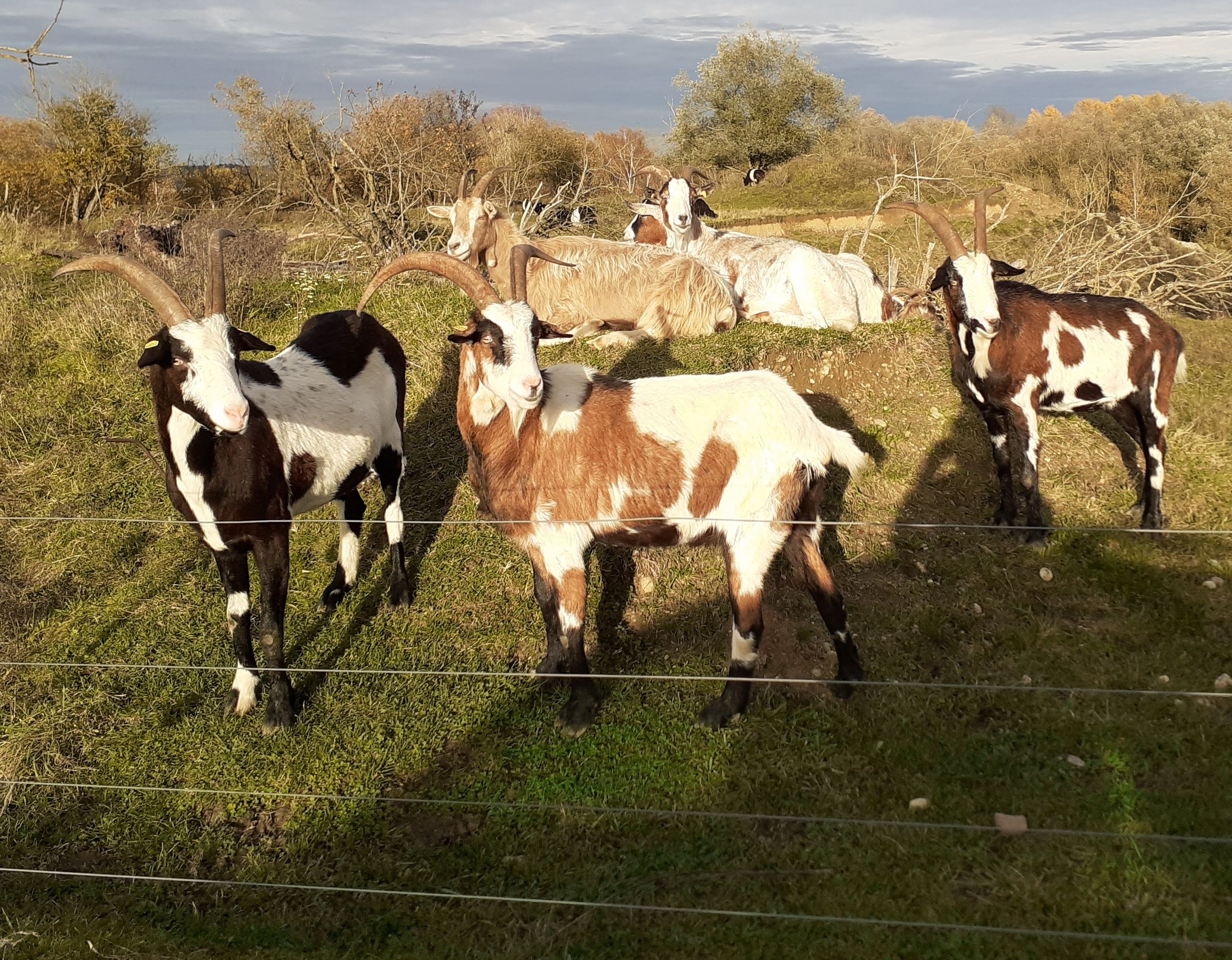 Ziegen hinter dem Zaun © Andreas Zahn Ziegen hinter dem Zaun © Andreas Zahn