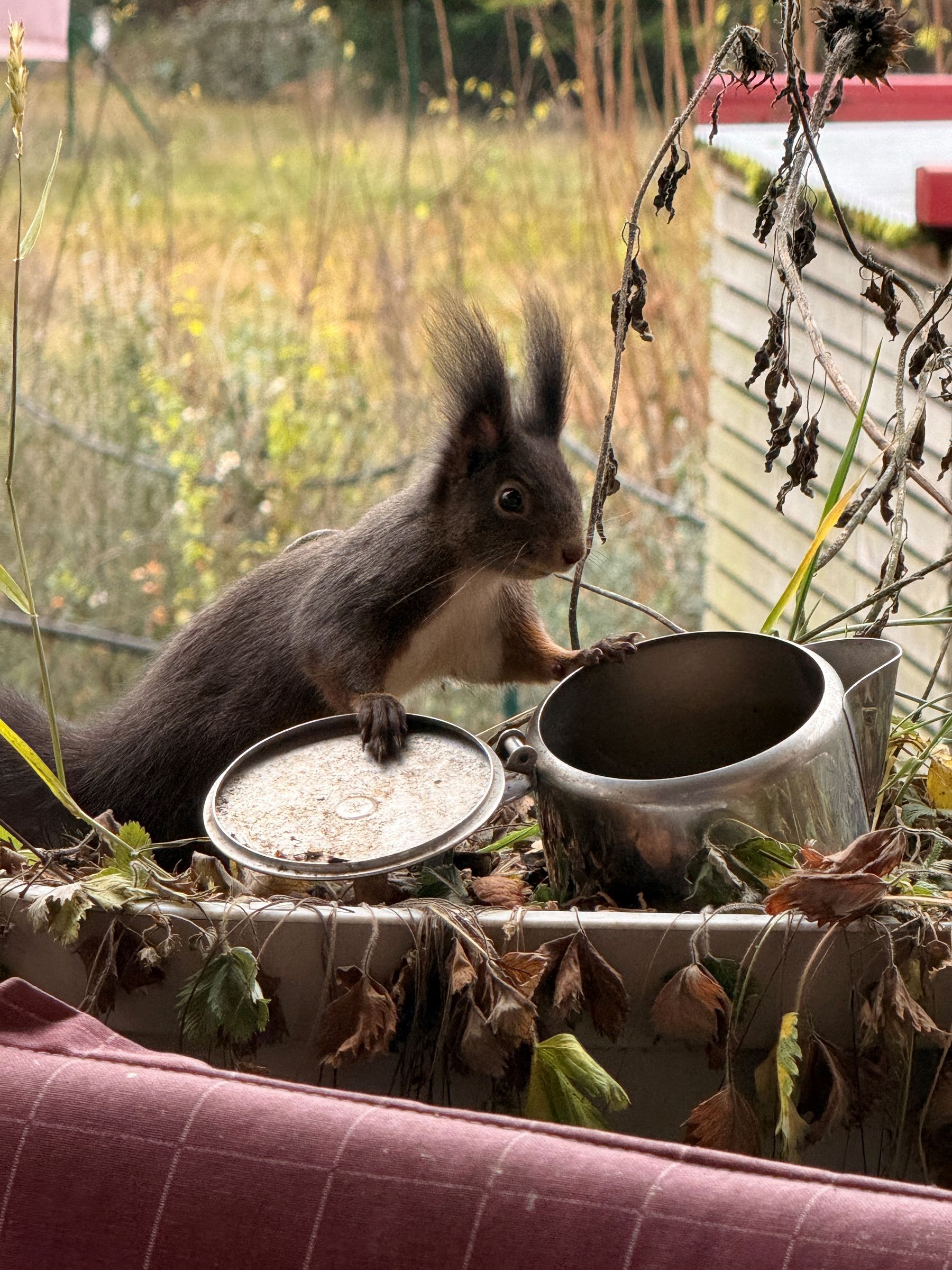 Foto: Brigitte Lutzner Foto: Brigitte Lutzner