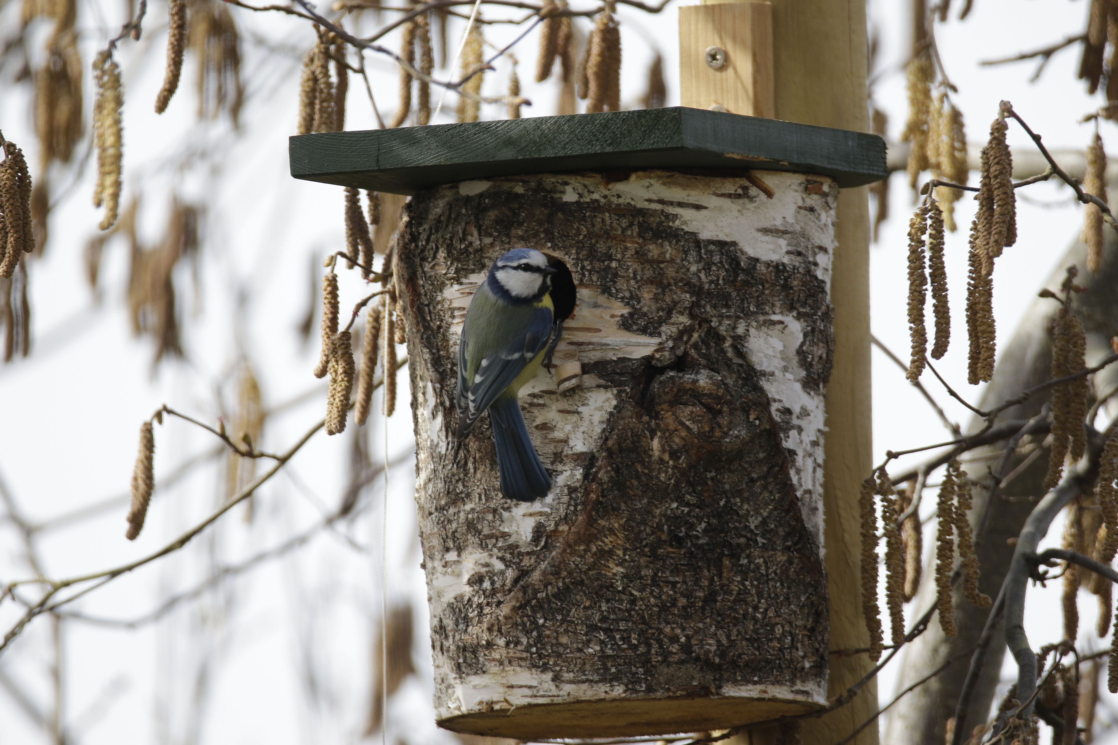 Foto: Michael Bangerter Foto: Michael Bangerter