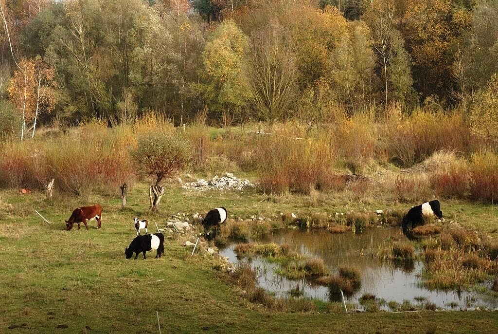 Artenreiche Weidelandschaft: Die BN-Kiesgrube Artenreiche Weidelandschaft: Die BN-Kiesgrube