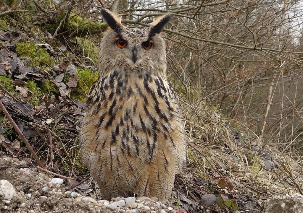 Wieder eingewandert: Der Uhu Wieder eingewandert: Der Uhu