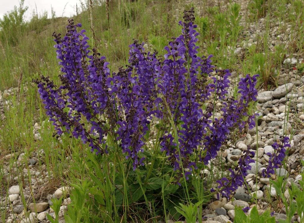 Hat stark abgenommen: Der Wiesensalbei Hat stark abgenommen: Der Wiesensalbei