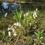 Fieberklee - Foto: Lucia Karrer Fieberklee - Foto: Lucia Karrer