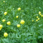 Trollblume - Foto: Lucia Karrer Trollblume - Foto: Lucia Karrer