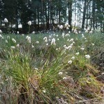 Wollgras - Foto: Lucia Karrer Wollgras - Foto: Lucia Karrer