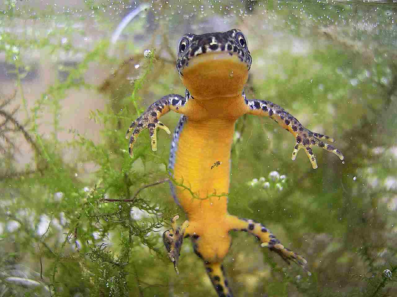 Bergmolch 1 - A.Zahn