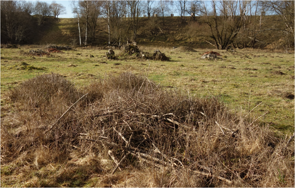 Hier entsteht ein dichtes Gebüsch, das von Eidechsen genutzt wird. Hier entsteht ein dichtes Gebüsch, das von Eidechsen genutzt wird.