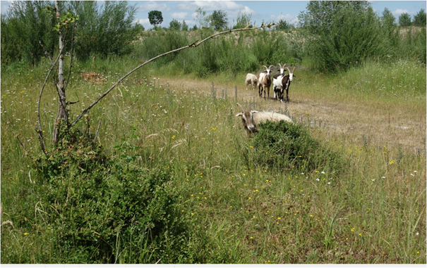 Heckenstrukturen in der BN-Kiesgrube und Ziegen im Pflegeeinsatz Heckenstrukturen in der BN-Kiesgrube und Ziegen im Pflegeeinsatz