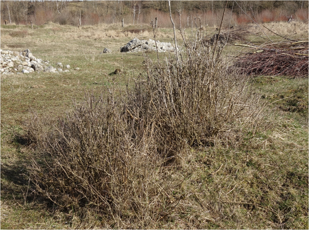 Stockausschläge des Ligusters bilden unters ständigem Ziegenverbiss dichte Vogelschutzgehölze etwa für die Dorngrasmücke. Aber auch junge Laubfrösche verstecken sich hier im Sommer. Stockausschläge des Ligusters bilden unters ständigem Ziegenverbiss dichte Vogelschutzgehölze etwa für die Dorngrasmücke. Aber auch junge Laubfrösche verstecken sich hier im Sommer.