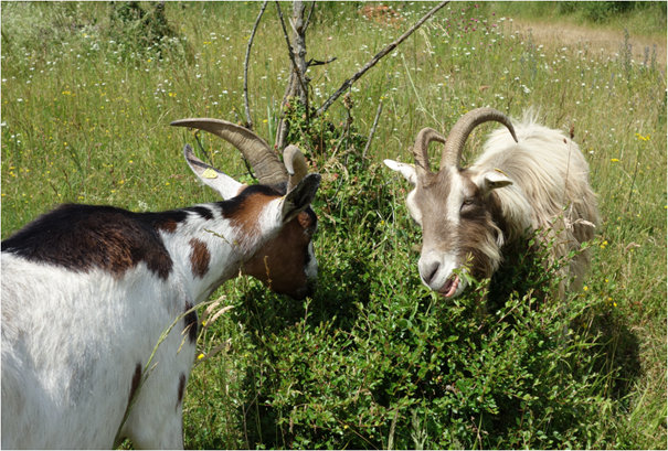 Ziegen bei der „Gehölzpflege“ Ziegen bei der „Gehölzpflege“