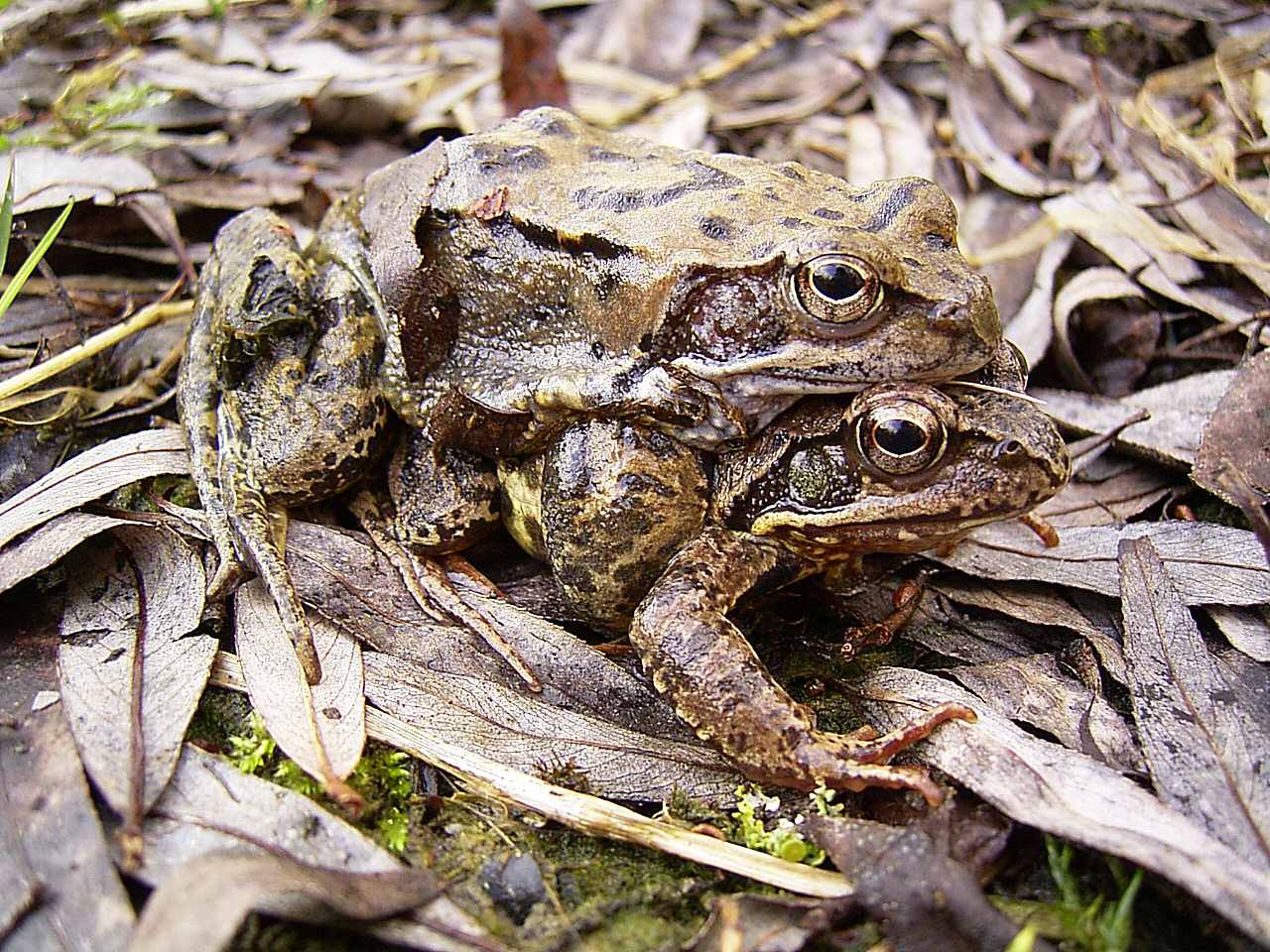 Grasfrosch-Paar - A.Zahn