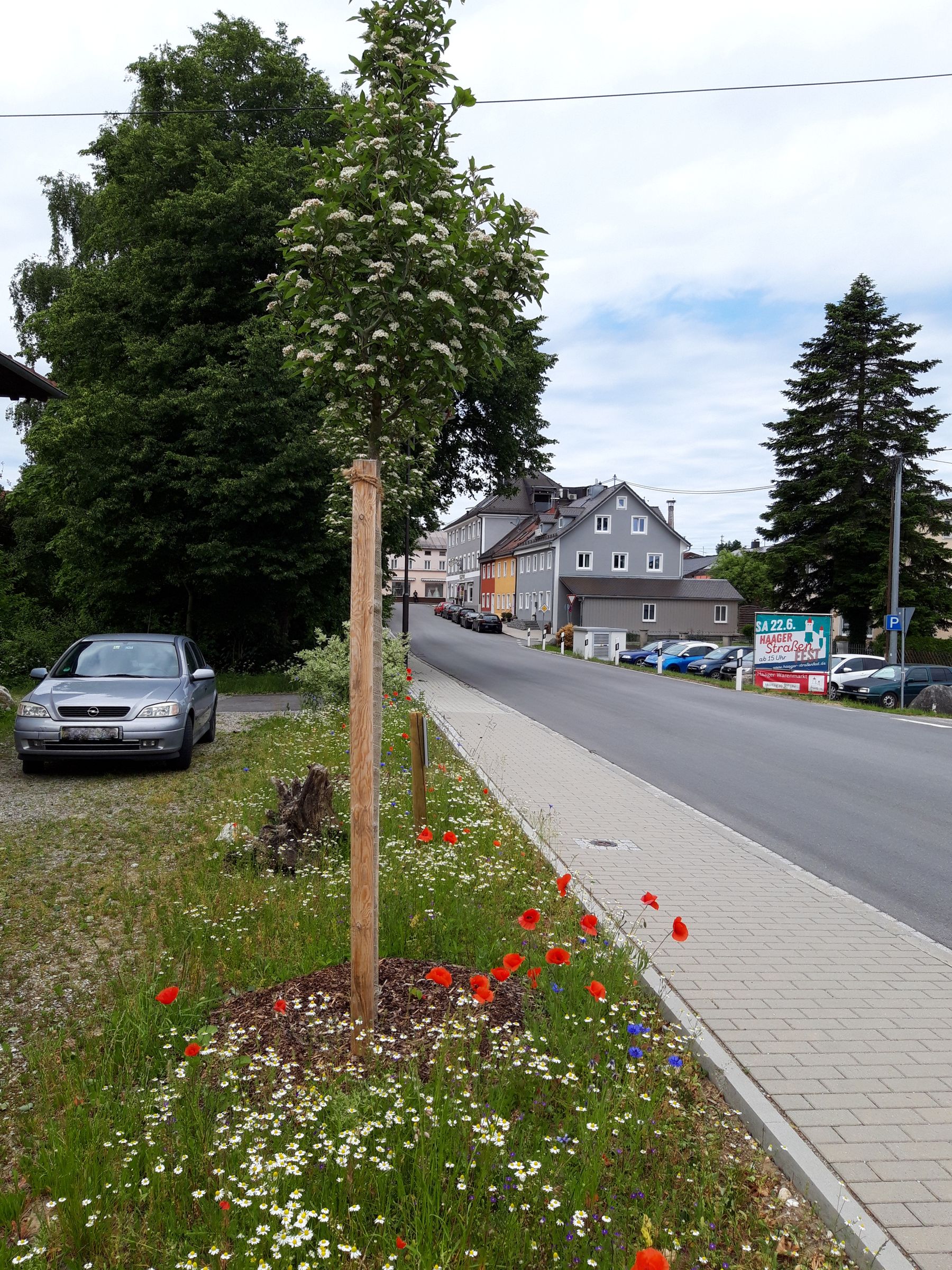 Blühstreifen und Baum