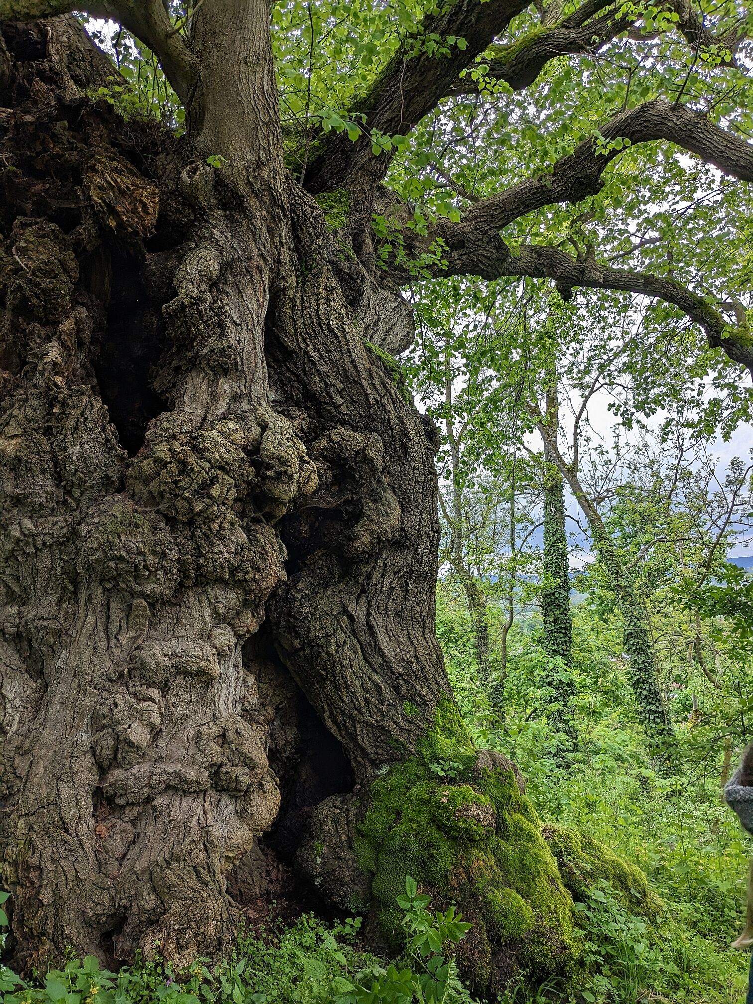 Die Kifinger-Linde Die Kifinger-Linde
