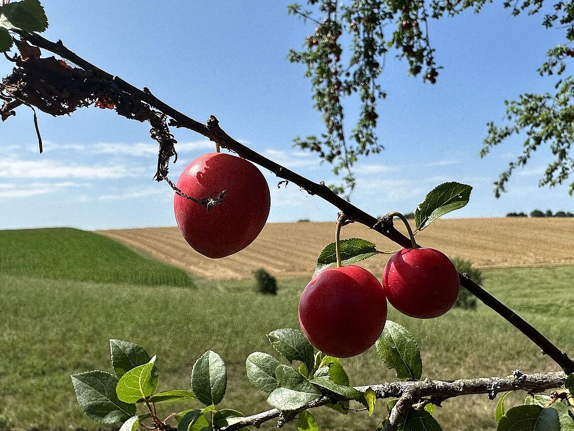 ...testeten wir den Reifegrad der roten und gelben Früchte ...testeten wir den Reifegrad der roten und gelben Früchte.