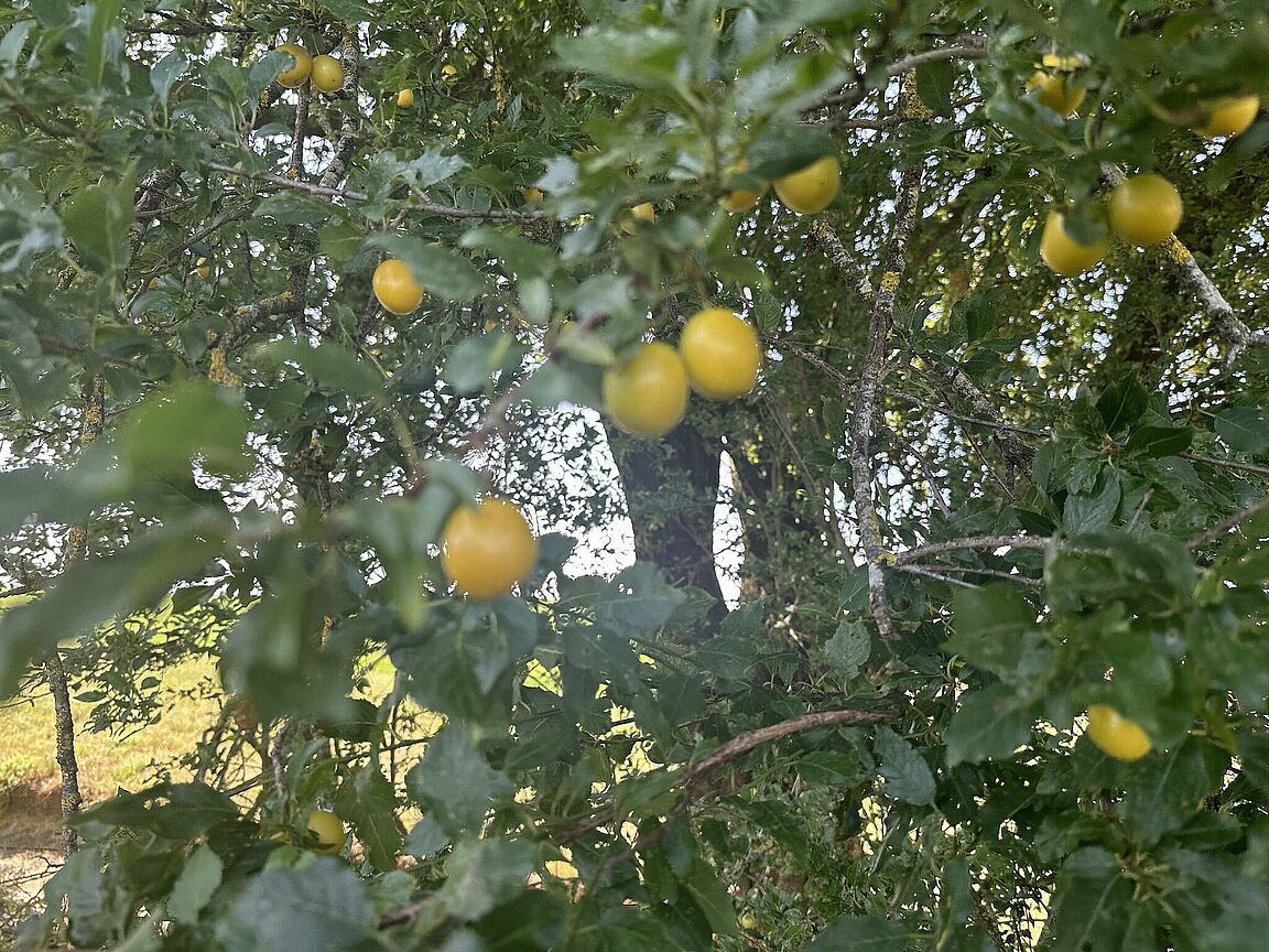 Die gelben waren besser...und trafen... Die gelben waren besser...und trafen...