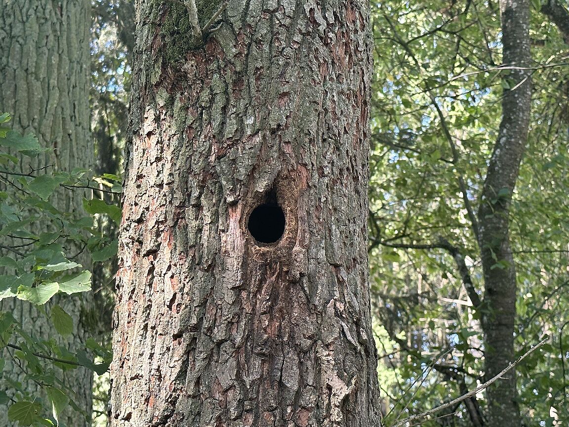 ...Baum sowohl Heimat für eine Spechtfamilie ist oder war. ...Baum sowohl Heimat für eine Spechtfamilie ist oder war.