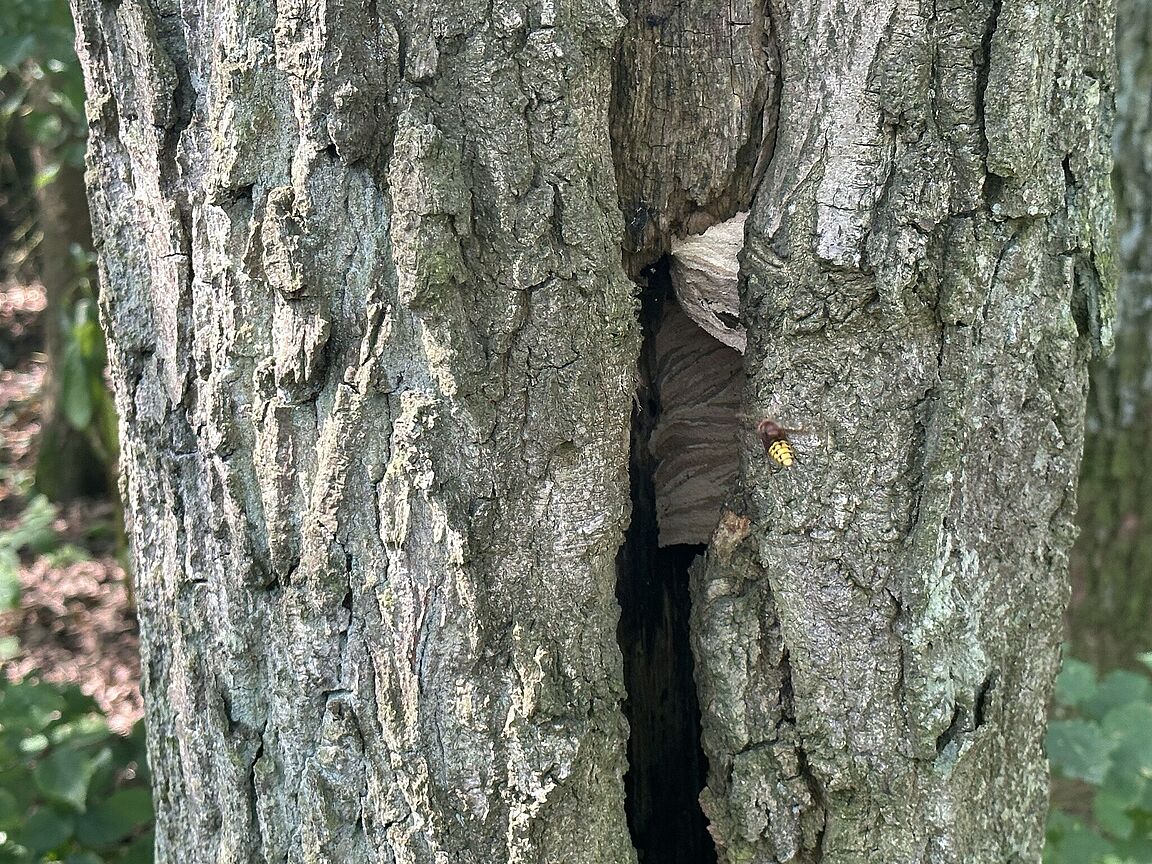 Aber auch für ein Hornissennest! Immer wieder rückte... Aber auch für ein Hornissennest! Immer wieder rückte...