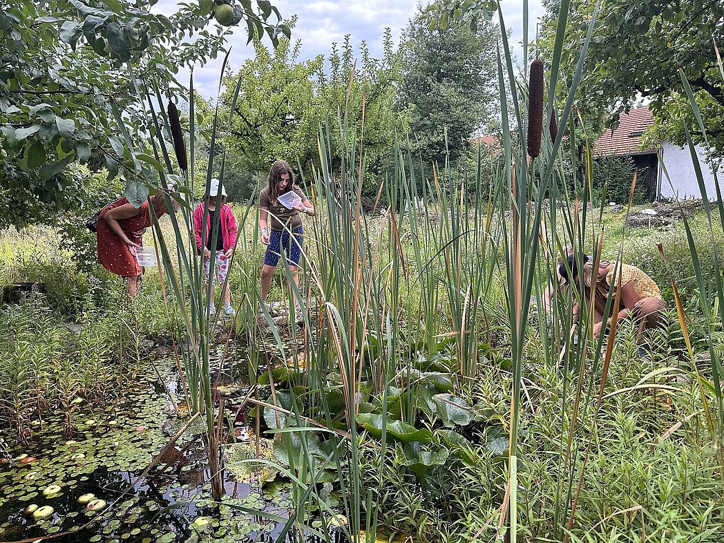 Die Aufgabe hieß Lebewesen keschern und vorsichtig ins Analyseglas bringen. Die Aufgabe hieß Lebewesen keschern und vorsichtig ins Analyseglas bringen.