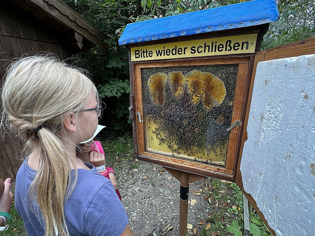 Ein Bienenvolk bei der Arbeit. Ein Bienenvolk bei der Arbeit.