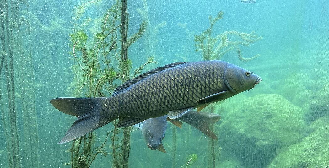 Eindeutig ein Schuppenkarpfen - oder doch nicht? Eindeutig ein Schuppenkarpfen - oder doch nicht?