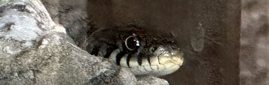 Die Ringelnatter wollte dann doch noch wissen wer wir sind. Die Ringelnatter wollte dann doch noch wissen wer wir sind.