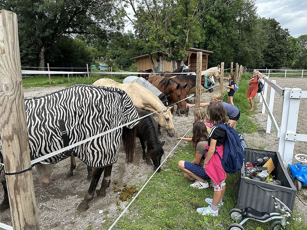 Alle Pferde bitte zur Begutachtung antreten! Alle Pferde bitte zur Begutachtung antreten!