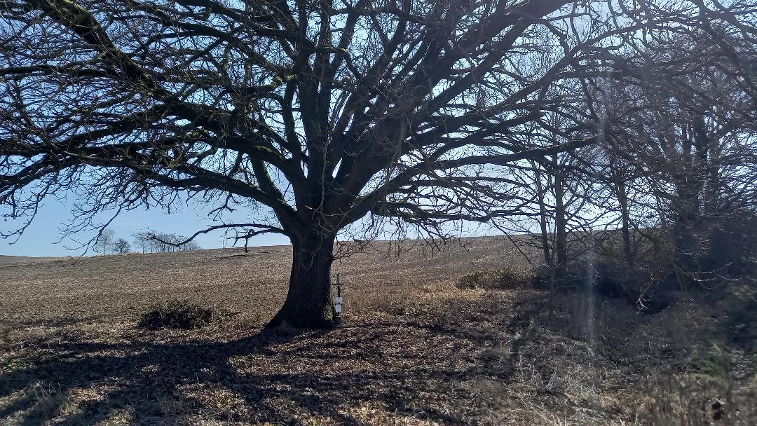 Neunerkreuz im Schatten eines großen Baumes.