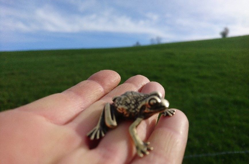 Ein Goldfrosch auf einer Helferhand.