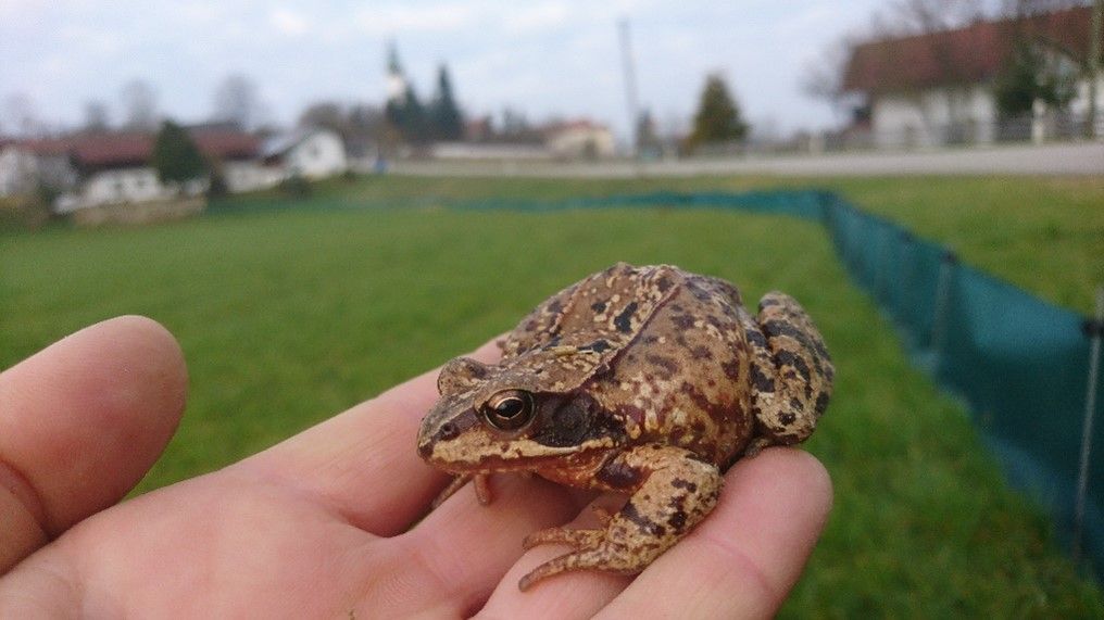 Ein Grasfrosch auf einer Helferhand