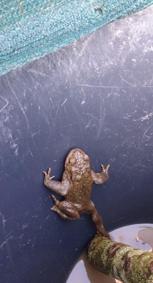 Eine Kröte versucht, aus dem Eimer zu krabbeln - natürlich vergeblich