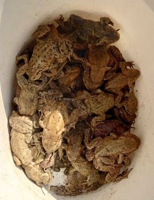 Kröten in einem Eimer warten darauf, ausgesetzt zu werden