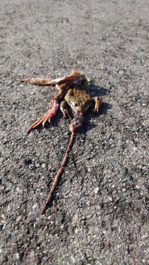 Plattgefahrene Kröte.