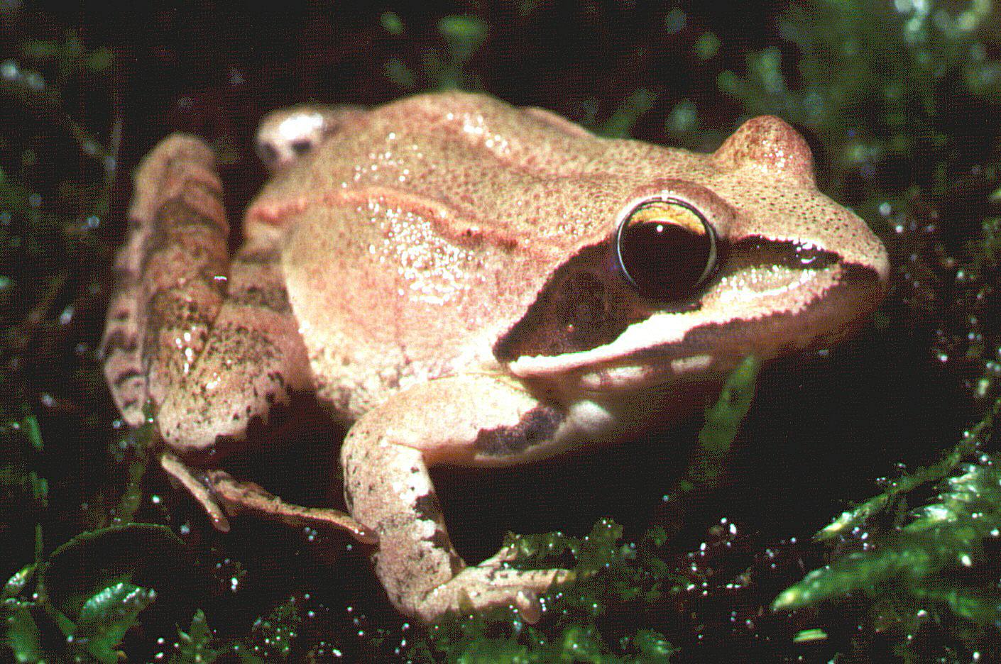 R.dalmatina - A.Zahn