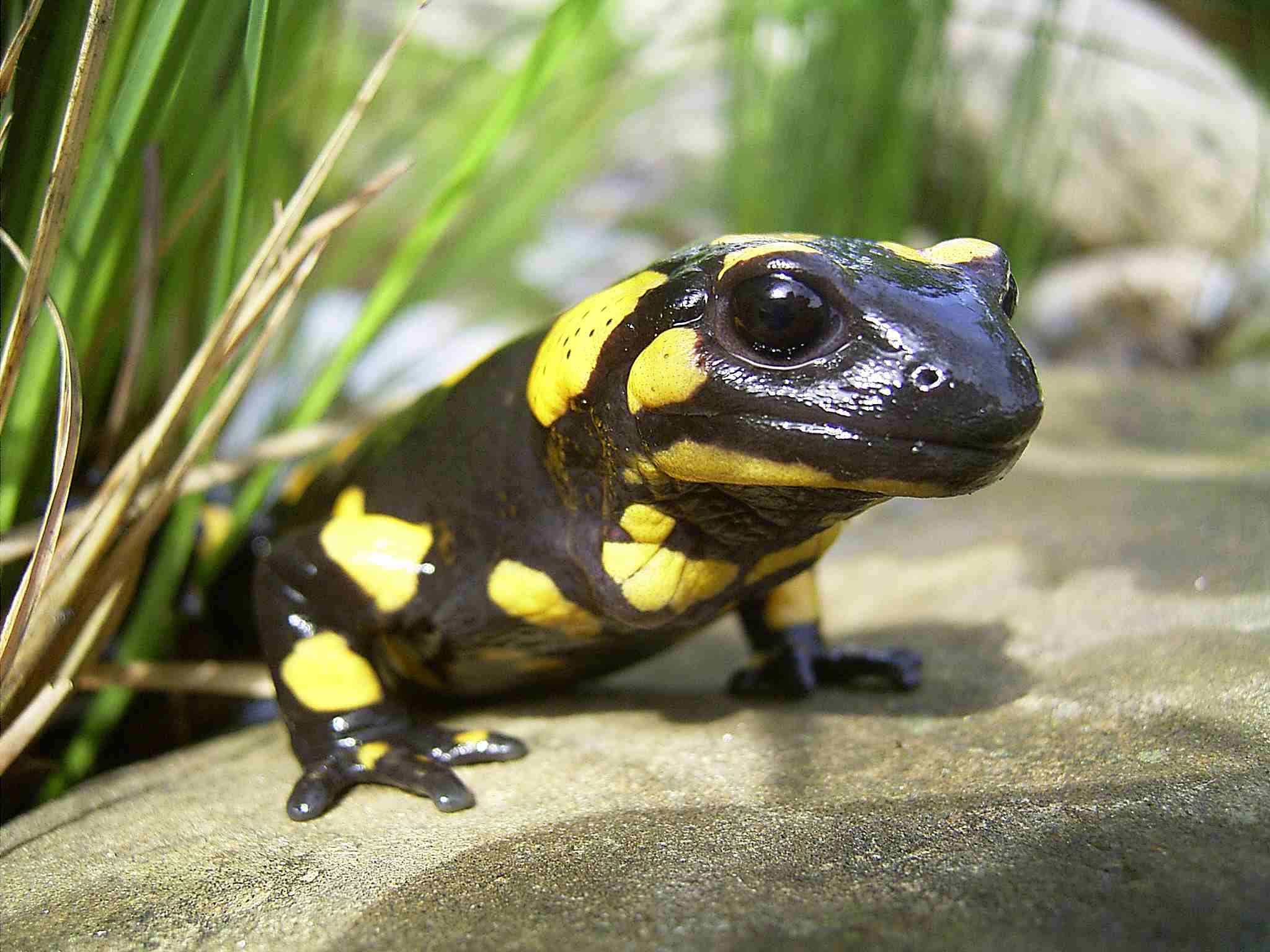 Salamander -- A.Zahn